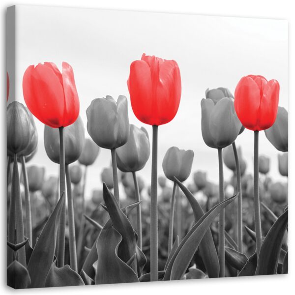 Obraz na plátne, Červené tulipány na lúke