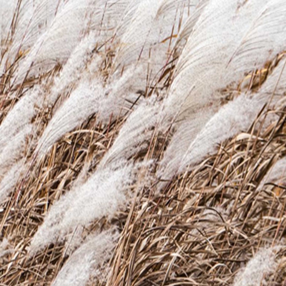 Delič izby Obojstranný, Pampas tráva - 180x170 – Obrázok 3