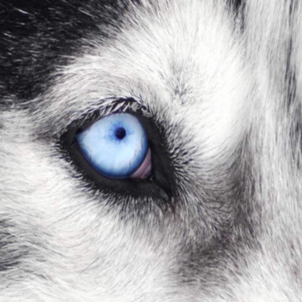 Delič izieb Obojstranný, sibírsky husky - 180x170 – Obrázok 3