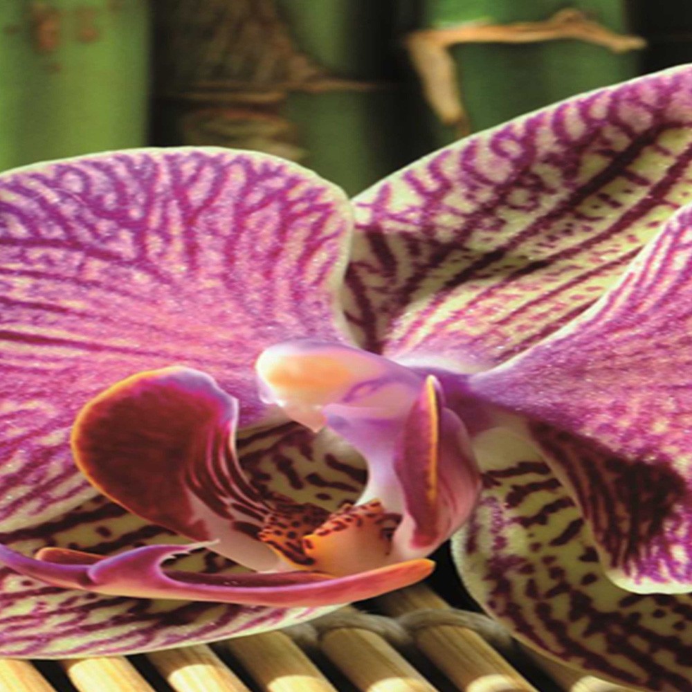 Delič izby Obojstranný, Zen s ružovou orchideou - 180x170 – Obrázok 3