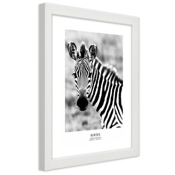 Obraz v bielom ráme, Zvedavá zebra