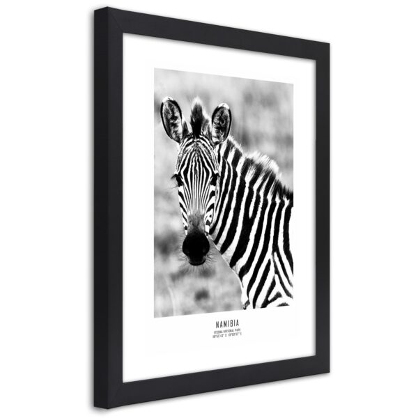 Obraz v čiernom ráme, zvedavá zebra