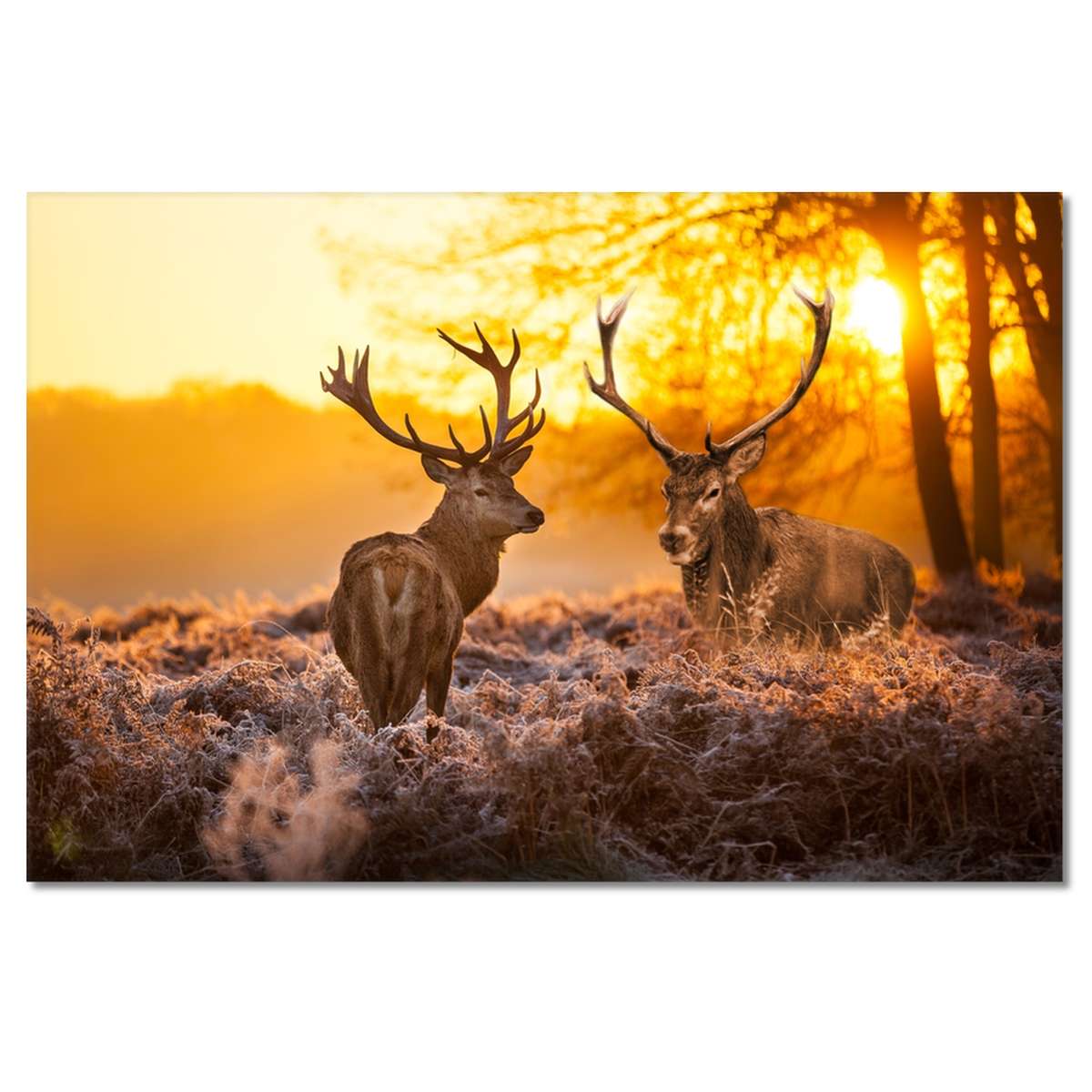 H786M_PC1B_120x80cm